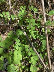 Astragalus nokoensis