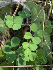 Astragalus nokoensis