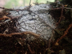 Pertusaria puffina