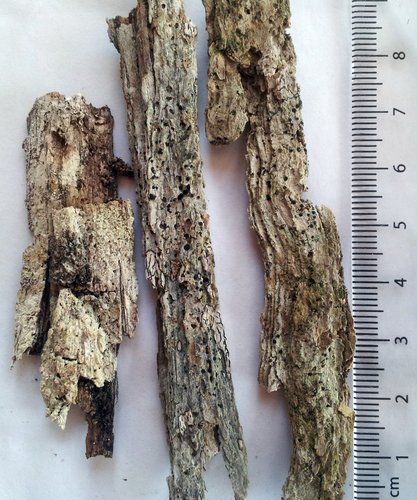 Representative image of Bacidia