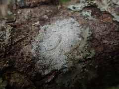 Pertusaria puffina