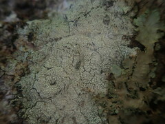 Pertusaria puffina