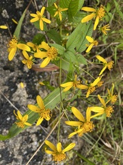 Bidens reptans