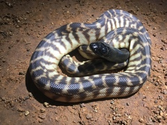 Aspidites melanocephalus