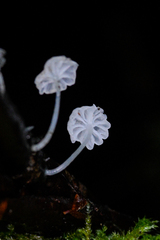 Hemimycena pseudocrispula