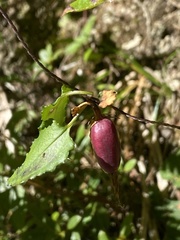 Tripterospermum luzonense