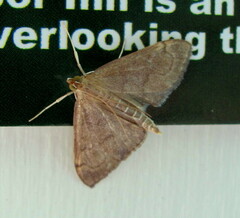 Pyraustinae