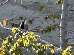 Oena capensis capensis