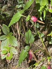 Tripterospermum luzonense