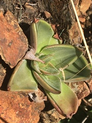 Dudleya cymosa