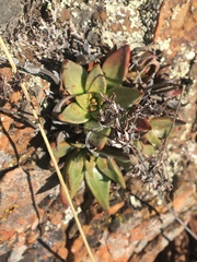 Dudleya cymosa