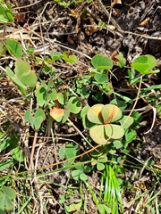 Marsilea