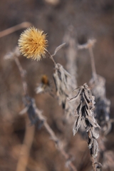 Heterotheca camporum