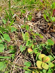 Marsilea