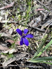 Cheiranthera linearis