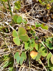 Marsilea
