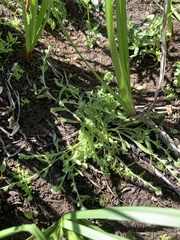 Plagiobothrys scouleri