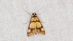 Deuterarcha xanthomela