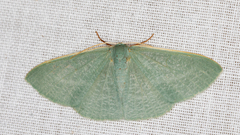 Prasinocyma ocyptera