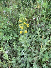 Bellardia viscosa