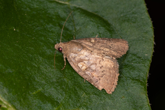 Amyna natalis