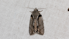 Etanna clopaea