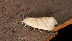 Earias paralella