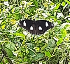 Hypolimnas misippus