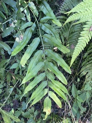 Coniogramme intermedia