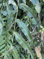 Coniogramme intermedia