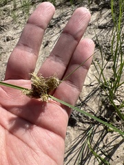 Bolboschoenus robustus