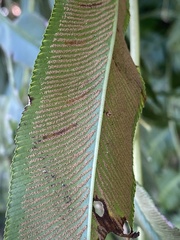 Coniogramme intermedia