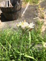 Nothoscordum