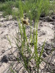 Bolboschoenus robustus