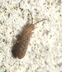 Isotomidae