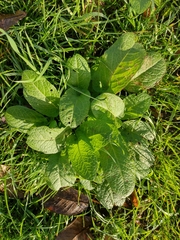 Rumex