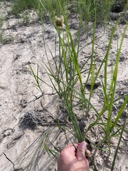 Bolboschoenus robustus