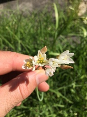 Nothoscordum