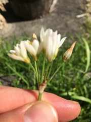 Nothoscordum