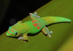 Phelsuma laticauda laticauda