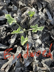 Calystegia subacaulis