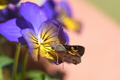 Trapezites phigalioides