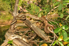 Liasis olivaceus olivaceus
