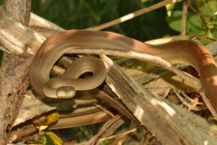 Liasis olivaceus olivaceus