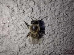 Apis mellifera