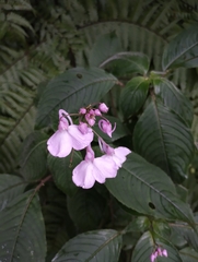 Impatiens maculata