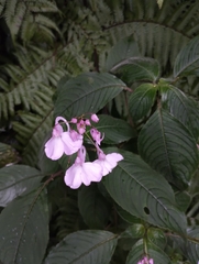 Impatiens maculata