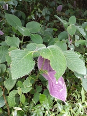 Strobilanthes