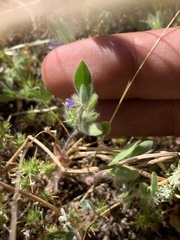 Trichostema oblongum
