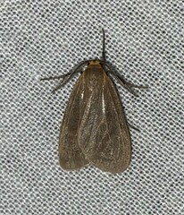 Pagara simplex